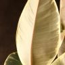 Фикус Эластика Тинеке 110/24 фото 3 &mdash; Luxury Plants