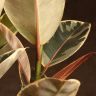 Фикус Эластика Тинеке 110/24 фото 2 &mdash; Luxury Plants