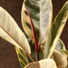 Фикус Эластика Тинеке 110/24 фото 4 &mdash; Luxury Plants