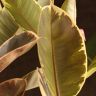 Фикус Эластика Тинеке 110/24 фото 5 &mdash; Luxury Plants