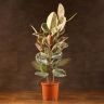 Фикус Эластика Тинеке 110/24 фото 1 &mdash; Luxury Plants