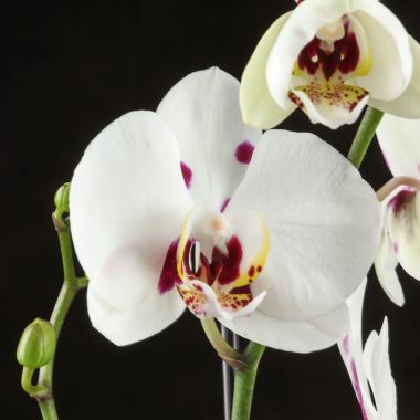 Орхидея Фаленопсис Полка Дотс Еллоу Лайт 2 ст &mdash; Luxury Plants
