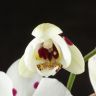Орхидея Фаленопсис Полка Дотс Еллоу Лайт 2 ст фото 5 &mdash; Luxury Plants