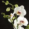 Орхидея Фаленопсис Полка Дотс Еллоу Лайт 2 ст фото 6 &mdash; Luxury Plants