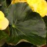Бегония Элатиор жёлтая 30/12 фото 3 &mdash; Luxury Plants