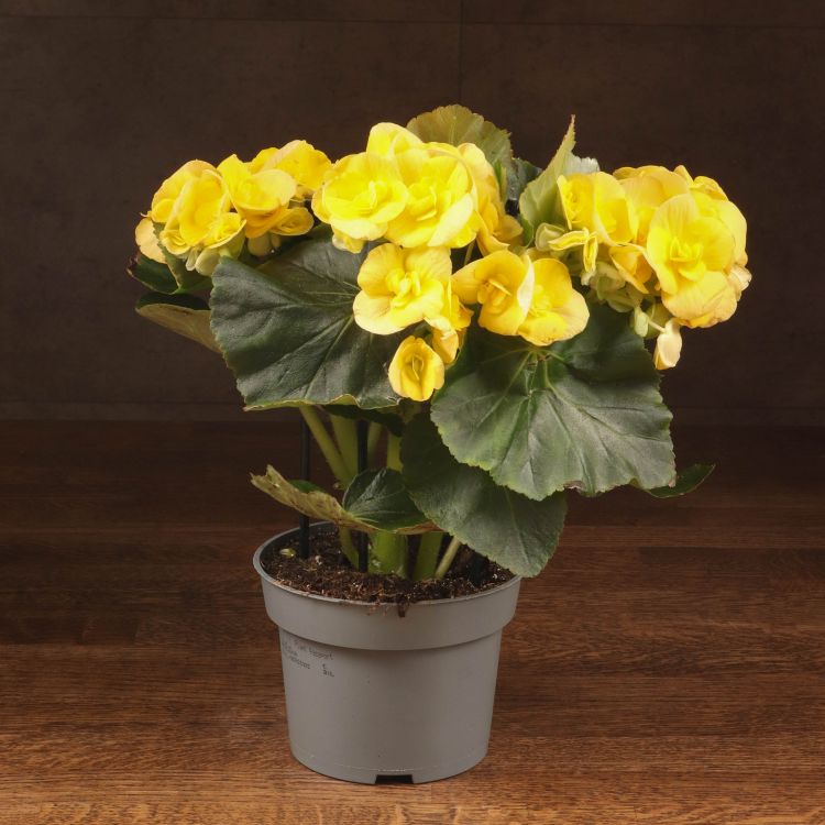 Бегония Элатиор жёлтая 30/12 фото 1 &mdash; Luxury Plants