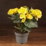 Бегония Элатиор жёлтая 30/12 фото 1 &mdash; Luxury Plants