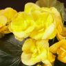 Бегония Элатиор жёлтая 30/12 фото 2 &mdash; Luxury Plants