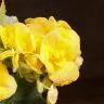 Бегония Элатиор жёлтая 30/12 фото 4 &mdash; Luxury Plants