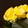 Бегония Элатиор жёлтая 30/12 фото 5 &mdash; Luxury Plants