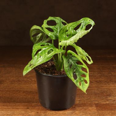 Монстера Манки 25/12 &mdash; Luxury Plants