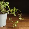 Мята д14 уценка фото 2 &mdash; Luxury Plants