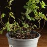 Мята д14 уценка фото 3 &mdash; Luxury Plants