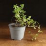 Мята д14 уценка фото 1 &mdash; Luxury Plants
