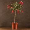 Каллистемон 90/21 фото 1 &mdash; Luxury Plants