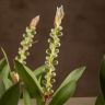 Каллистемон 90/21 фото 4 &mdash; Luxury Plants