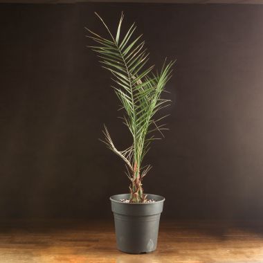 Финик Канарский д23 уценка &mdash; Luxury Plants