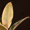 Фикус Эластика Тинеке 45/12 фото 5 &mdash; Luxury Plants