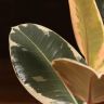 Фикус Эластика Тинеке 45/12 фото 4 &mdash; Luxury Plants