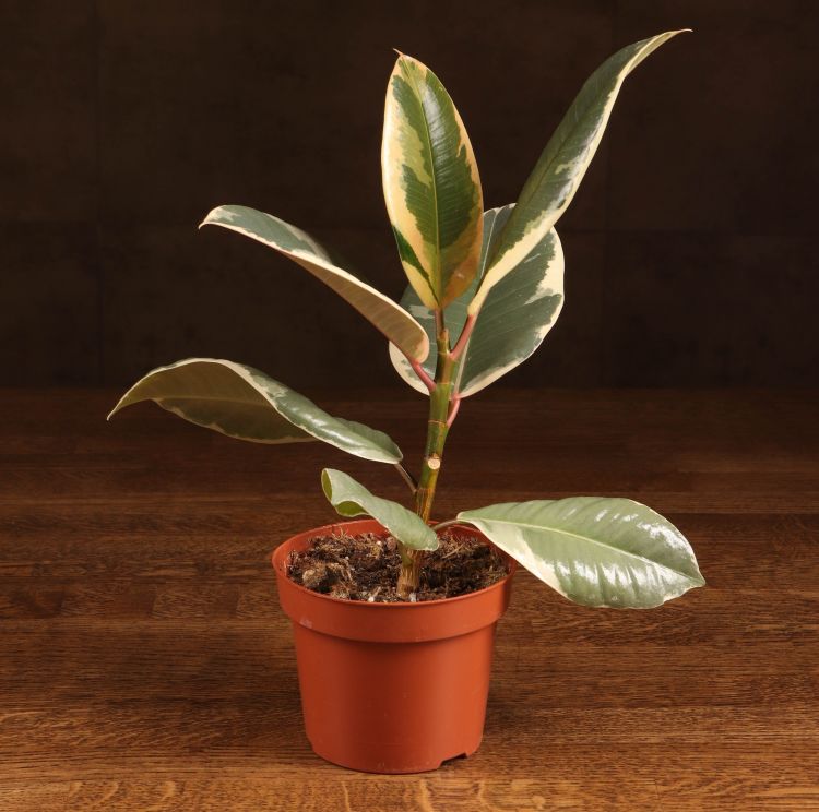 Фикус Эластика Тинеке 45/12 фото 1 &mdash; Luxury Plants