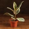 Фикус Эластика Тинеке 45/12 фото 1 &mdash; Luxury Plants