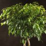 Фикус Экзотика двойная спираль 150/32 фото 3 &mdash; Luxury Plants