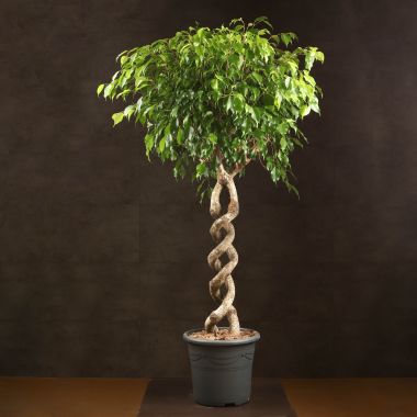 Фикус Экзотика двойная спираль 150/32 &mdash; Luxury Plants