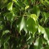 Фикус Экзотика двойная спираль 150/32 фото 2 &mdash; Luxury Plants
