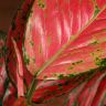 Аглаонема Ruby Love 35/12 фото 4 &mdash; Luxury Plants