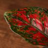 Аглаонема Ruby Love 35/12 фото 2 &mdash; Luxury Plants