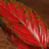 Аглаонема Ruby Love 35/12 фото 5 &mdash; Luxury Plants