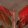 Аглаонема Ruby Love 35/12 фото 3 &mdash; Luxury Plants