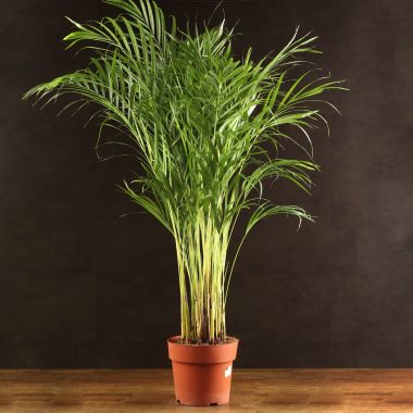 Хризалидокарпус 130/23 &mdash; Luxury Plants