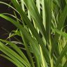 Хризалидокарпус 130/23 фото 3 &mdash; Luxury Plants