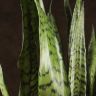 Сансевиерия Зейланика 80/21 фото 2 &mdash; Luxury Plants