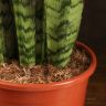Сансевиерия Зейланика 80/21 фото 3 &mdash; Luxury Plants