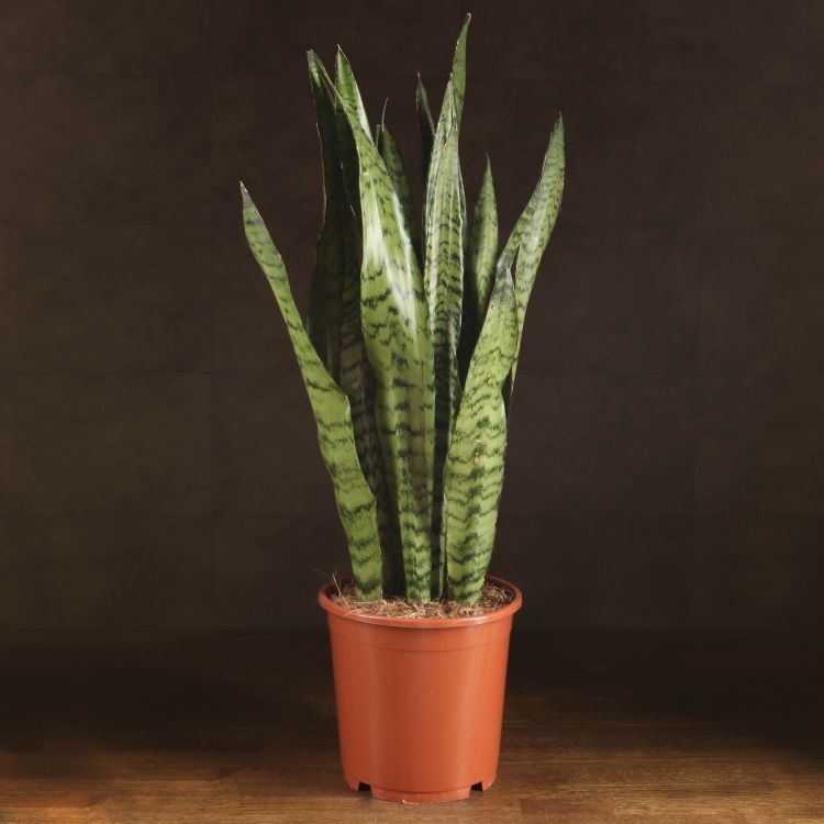 Сансевиерия Зейланика 80/21 фото 1 &mdash; Luxury Plants