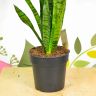 Сансевиерия Зейланика 80/21 фото 4 &mdash; Luxury Plants