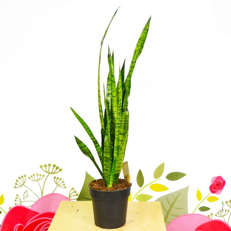 Сансевиерия Зейланика 80/21 фото 1 &mdash; Luxury Plants