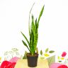 Сансевиерия Зейланика 80/21 фото 1 &mdash; Luxury Plants