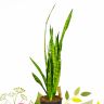 Сансевиерия Зейланика 80/21 фото 2 &mdash; Luxury Plants