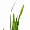 Сансевиерия Зейланика 80/21 фото 3 &mdash; Luxury Plants