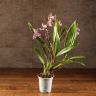Орхидея Зигопеталум Трози Блу D9 фото 2 &mdash; Luxury Plants