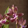 Орхидея Зигопеталум Трози Блу D9 фото 1 &mdash; Luxury Plants