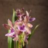 Орхидея Зигопеталум Трози Блу D9 фото 3 &mdash; Luxury Plants