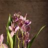 Орхидея Зигопеталум Трози Блу D9 фото 4 &mdash; Luxury Plants