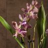Орхидея Зигопеталум Трози Блу D9 фото 5 &mdash; Luxury Plants