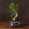 Бонсай Фикус в черном кашпо с иероглифами 35 см фото 1 &mdash; Luxury Plants