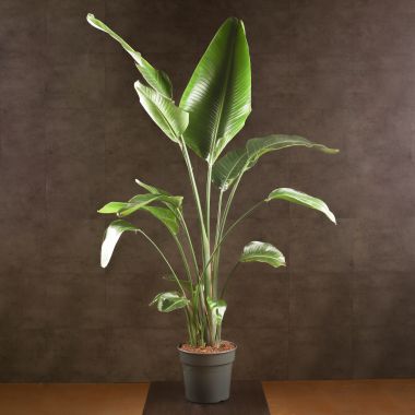 Стрелиция Николая 160/31 &mdash; Luxury Plants