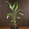Стрелиция Николая 160/31 фото 1 &mdash; Luxury Plants